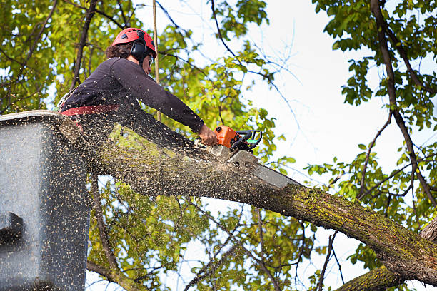 Reliable Harrington Park, NJ Tree Care Services Solutions